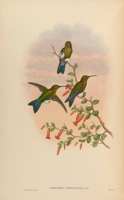Eriocnemis Sapphiropygia = Eriocnemis Luciani Sapphiropygia by John Gould